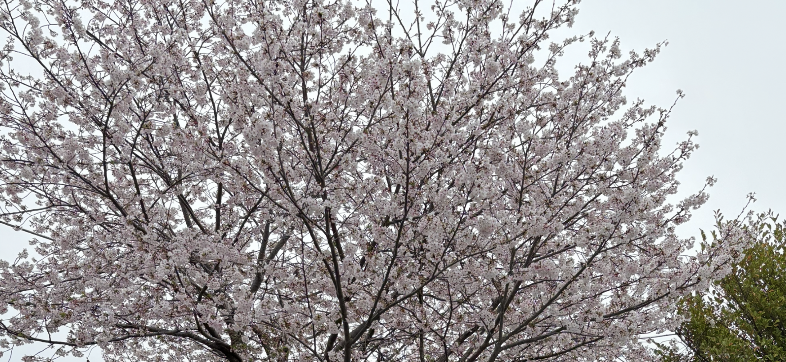 ゴールデンウィーク期間の営業について