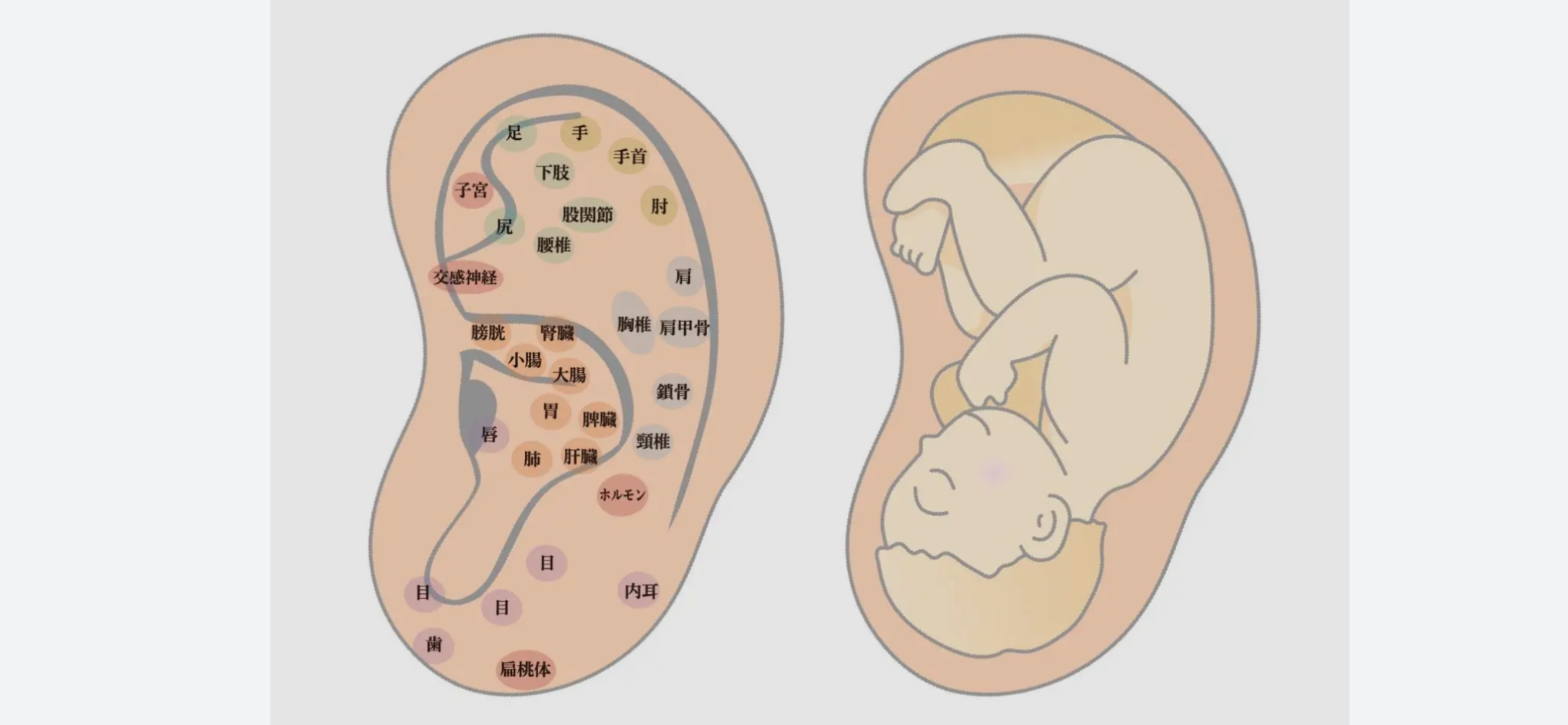耳つぼは痩せる秘訣